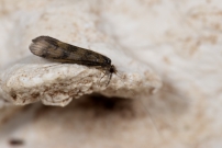 (Trichoptre - Leptoceridae - Mystacides longicornis)
